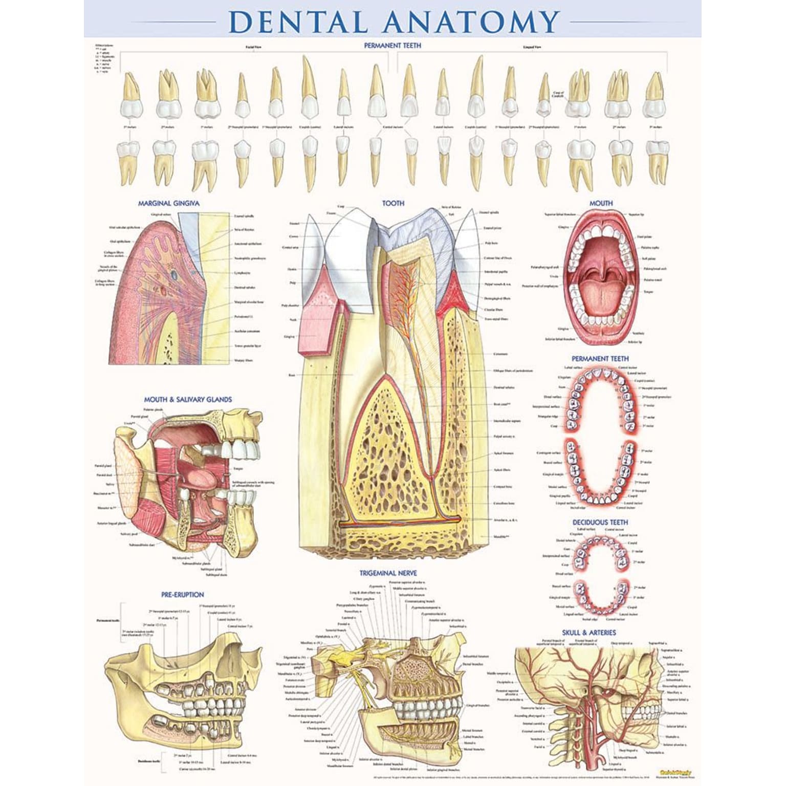 BarCharts, Inc. QuickStudy® Dental Anatomy Poster Reference Set (9781423230793)