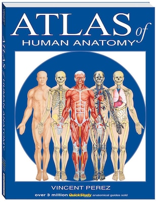 BarCharts, Inc. QuickStudy® Atlas of Human Anatomy Book (9781423201724)