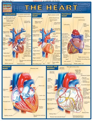 BarCharts, Inc. QuickStudy® Anatomy Reference Set (9781423230397)