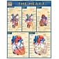 BarCharts, Inc. QuickStudy® Anatomy Reference Set (9781423230397)