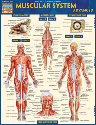 BarCharts, Inc. QuickStudy® Anatomy Advanced Reference Set (9781423230403)