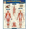 BarCharts, Inc. QuickStudy® Anatomy Advanced Reference Set (9781423230403)