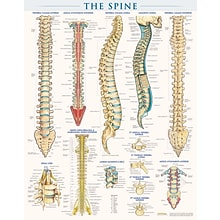 BarCharts, Inc. QuickStudy® Spine Poster Reference Set (9781423230755)