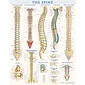 BarCharts, Inc. QuickStudy® Spine Poster Reference Set (9781423230755)