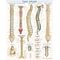 BarCharts, Inc. QuickStudy® Spine Poster Reference Set (9781423230755)