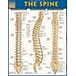 BarCharts, Inc. QuickStudy® Spine Poster Reference Set (9781423230755)