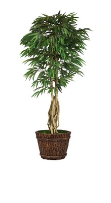 Vintage Home (VHX109217) 86 Tall Willow Ficus with Multiple Trunks in Planter