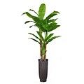 Vintage Home 93 Tall Banana Tree with Real Touch Leaves in Planter (VHX117214)