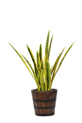 Vintage Home 43 Tall Snake Plant in Planter (VHX121216)