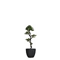 Vintage Home 54 Tall Yacca Tree in Planter (VHX122205)