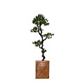 Vintage Home 57 Tall Yacca Tree in Planter (VHX122207)