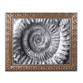 Trademark Fine Art Amonita 2 by Moises Levy 11 x 14 Ornate Frame (ALI1051-G1114F)