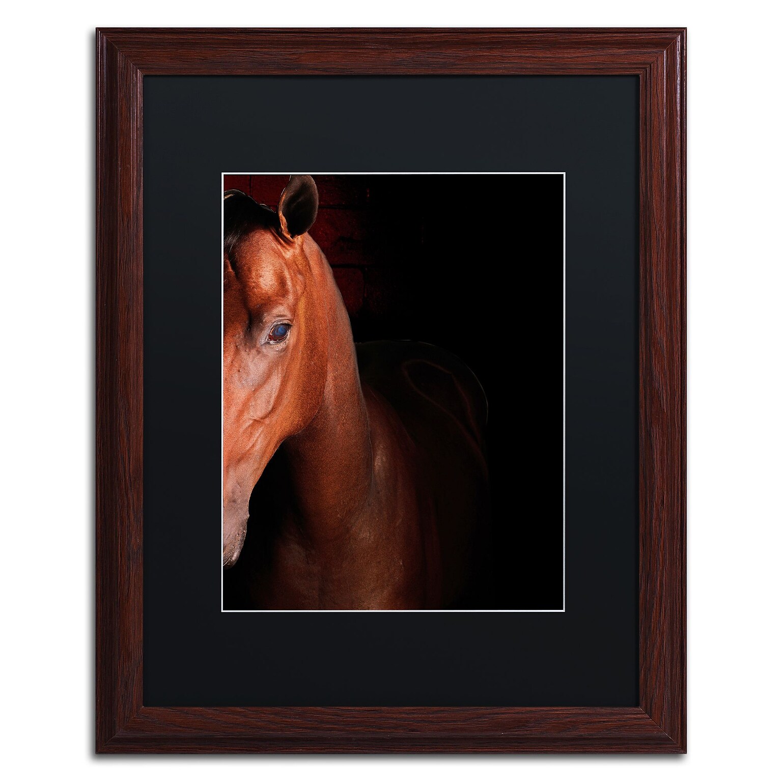 Trademark Fine Art Kentucky horse Intense by Preston 16 x 20 Black Matted Wood Frame (EM0535-W1620BMF)