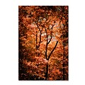Trademark Fine Art Autumn Whispers by Philippe Sainte-Laudy 16 x 24 Canvas Art (PSL0421-C1624GG)