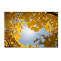 Trademark Fine Art Ginkgo Leaves in Autumn by Philippe Sainte-Laudy 12 x 19 Canvas Art (PSL0432-C1219GG)