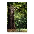 Trademark Fine Art The old Trunk by Philippe Sainte-Laudy 12 x 19 Canvas Art (PSL0454-C1219GG)