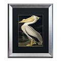 Trademark Fine Art American White Pelican by John James Audubon 16 x 20 Black Matted Silver Frame (886511840706)