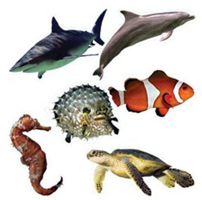 Edupress Bulletin Board Accents; Ocean Life