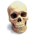 Human Male Skull Replica (0200)