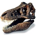 Tyrannosaurus Rex Skull Sculpture Replica (0239)