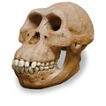 Australopithecus Afarensis Skull Replica (0265)