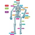 Teacher Created Resources, Human Skeleton Magnetic Accents, 40 Total Pieces (TCR77241)