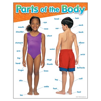 Trend Enterprises Parts of the Body Learning Chart, 17W x 22H (T-38048)
