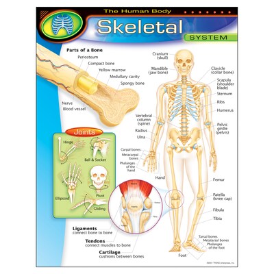 The Human Body–Skeletal System Learning Chart