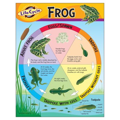 Life Cycle of a Frog Learning Chart