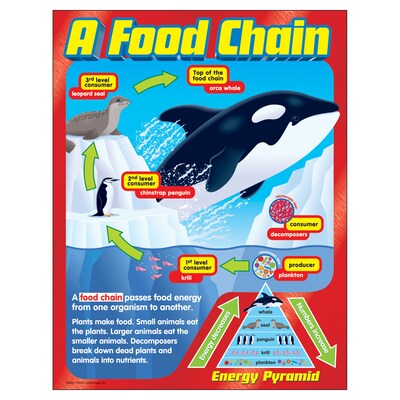 A Food Chain Learning Chart