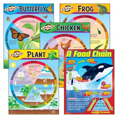 Trend® Learning Chart Combo Packs, Life Cycles