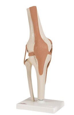 Anatomical Model, Functional Knee Joint