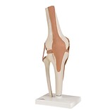 Anatomical Model, Functional Knee Joint
