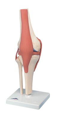 Anatomical Model, Functional Knee Joint, Deluxe