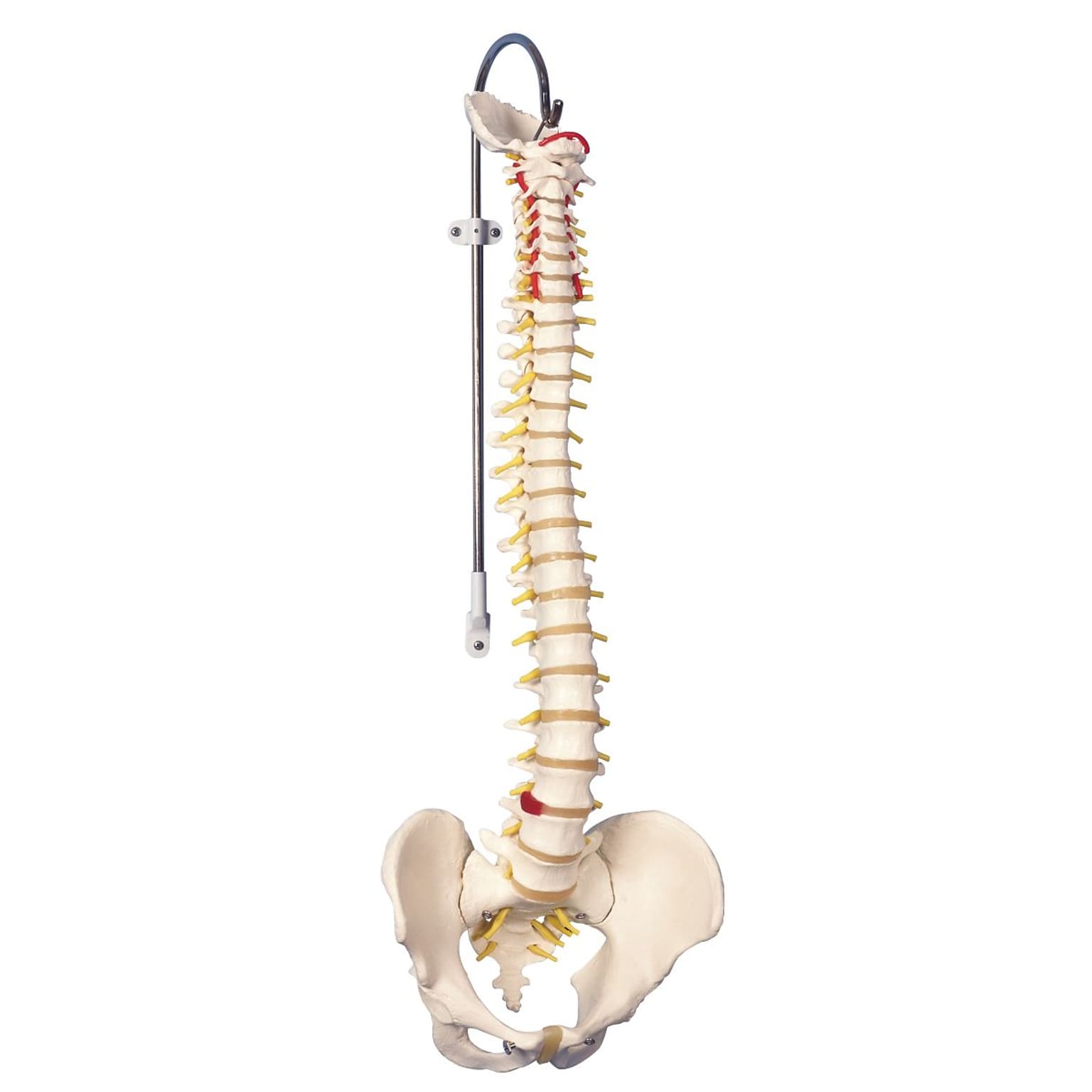 Anatomical Model, Flexible Spine, Classic, Male