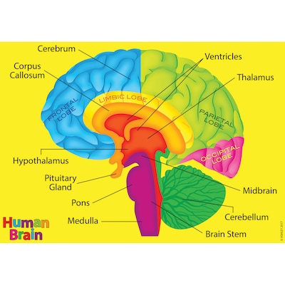 Ashley Productions® Foam Manipulatives - Human Brain Model (ASH40023)