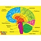 Ashley Productions® Foam Manipulatives - Human Brain Model (ASH40023)