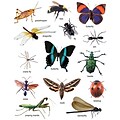 Insects: Photographic Stickers