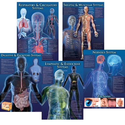 Carson-Dellosa Bulletin Board Sets, Human Body Facts