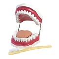 American Educational Products® Oral Hygiene Model