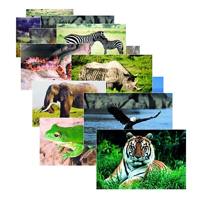 Stages Learning Posters, Wild Animal