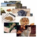 Stages Learning Materials® Pets Poster Set (SLM155)