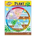 Life Cycle of a Plant Learning Chart