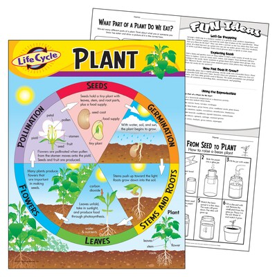 Life Cycle of a Plant Learning Chart