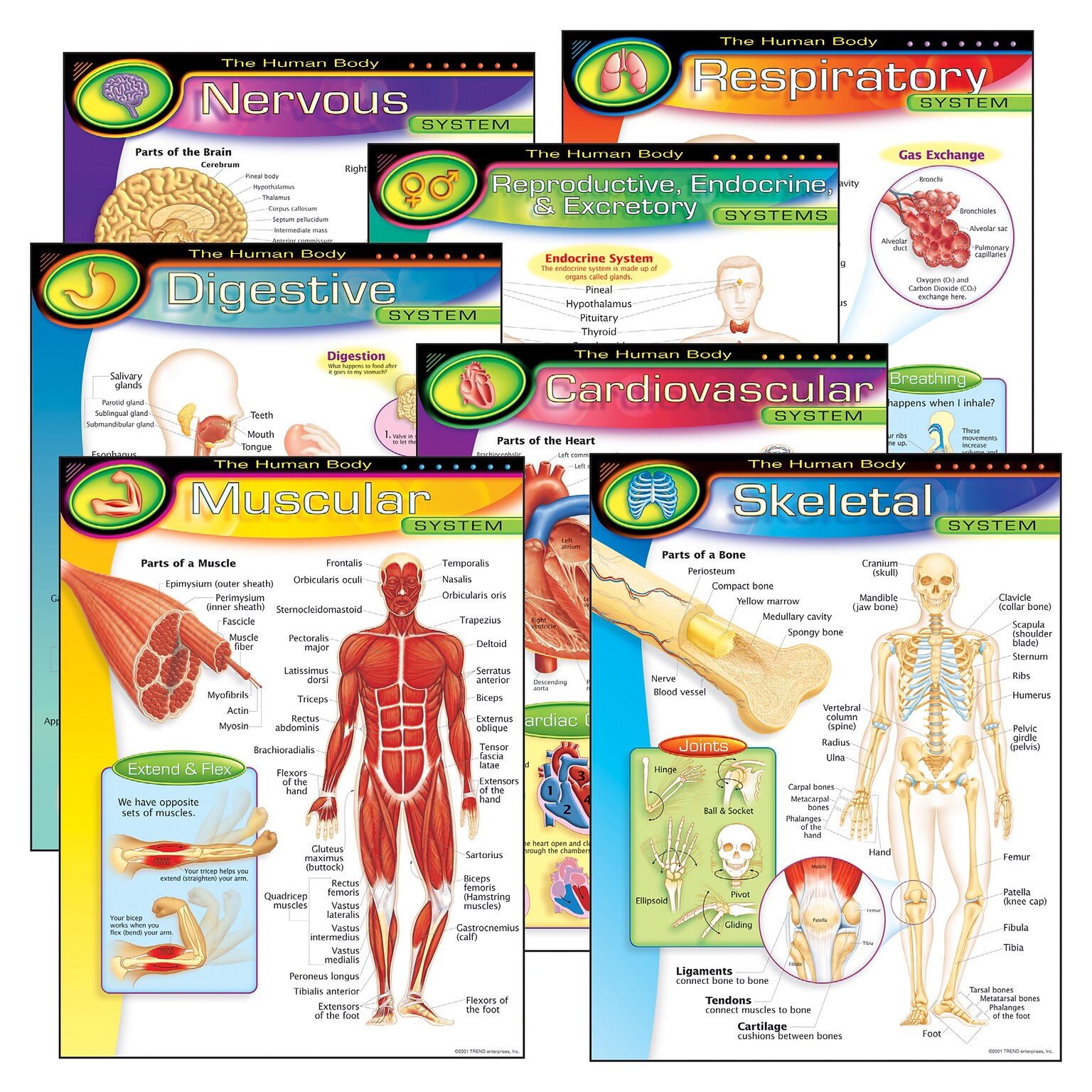 Trend® Learning Chart Combo Packs, The Human Body