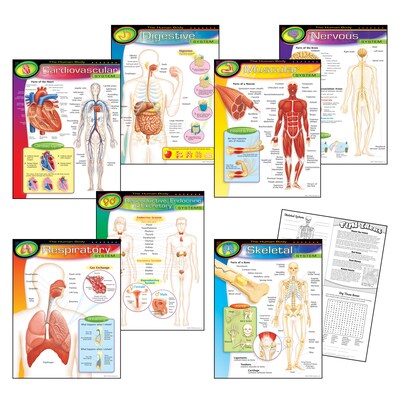 Trend® Learning Chart Combo Packs, The Human Body