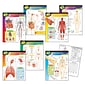 Trend® Learning Chart Combo Packs, The Human Body