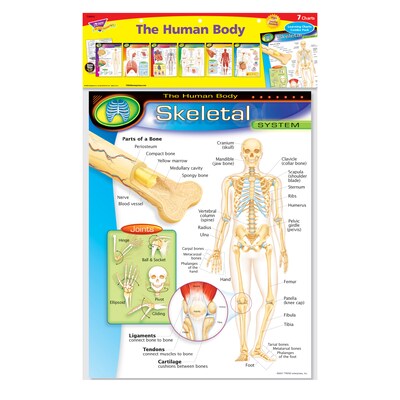 Trend® Learning Chart Combo Packs, The Human Body