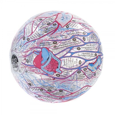 Human Anatomy Clever Catch Ball
