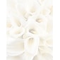 Great Papers® White Calla Lilies Letterhead 80 count